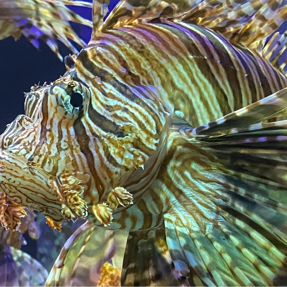 Meet your Posher, Chantel